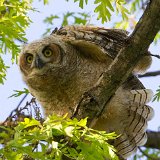 10SB8149 Great-horned Owlet